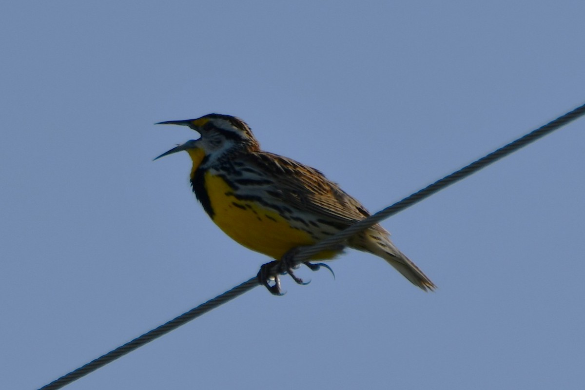 Eastern Meadowlark - ML633644046