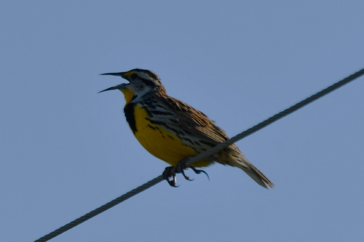 Eastern Meadowlark - ML633644047