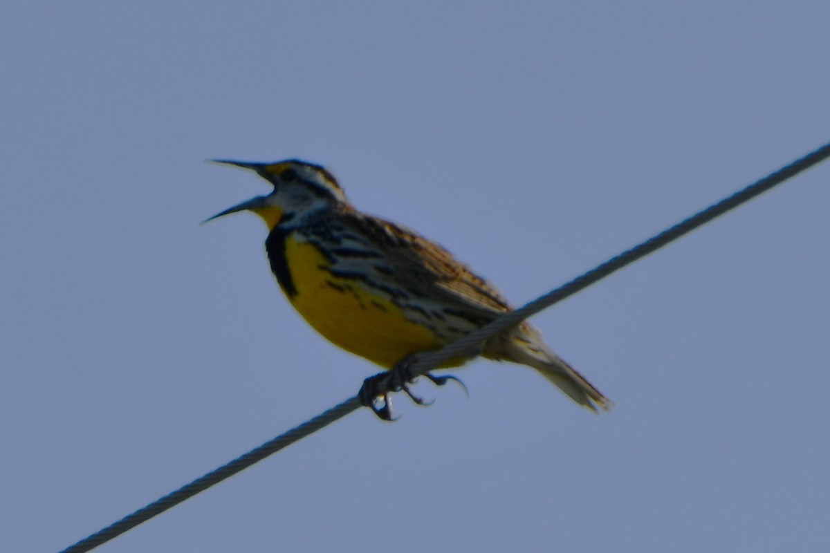 Eastern Meadowlark - ML633644048