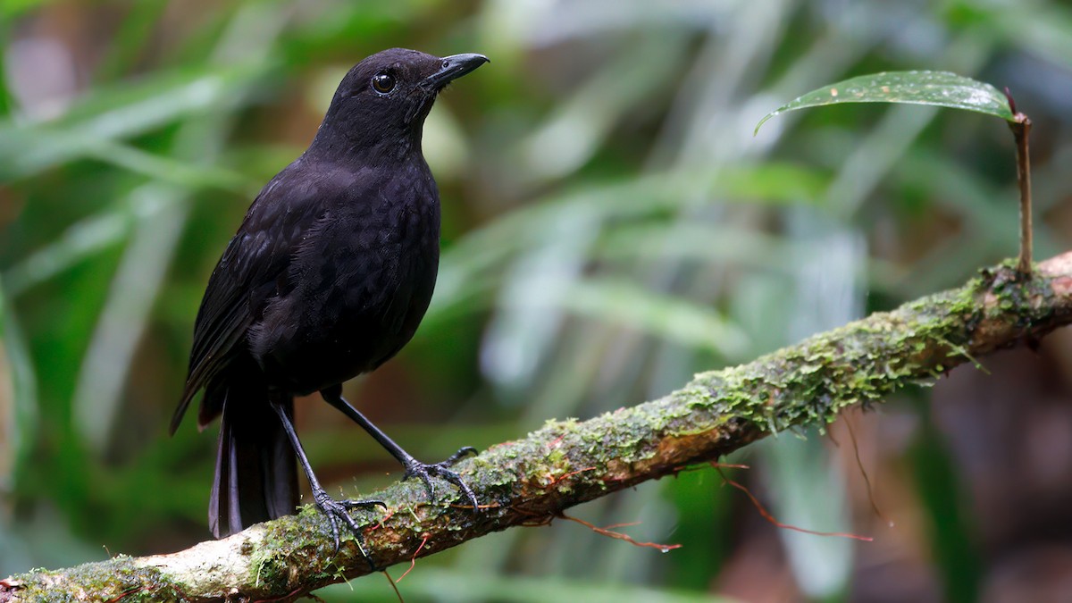 Bornean Whistling-Thrush - ML633644085