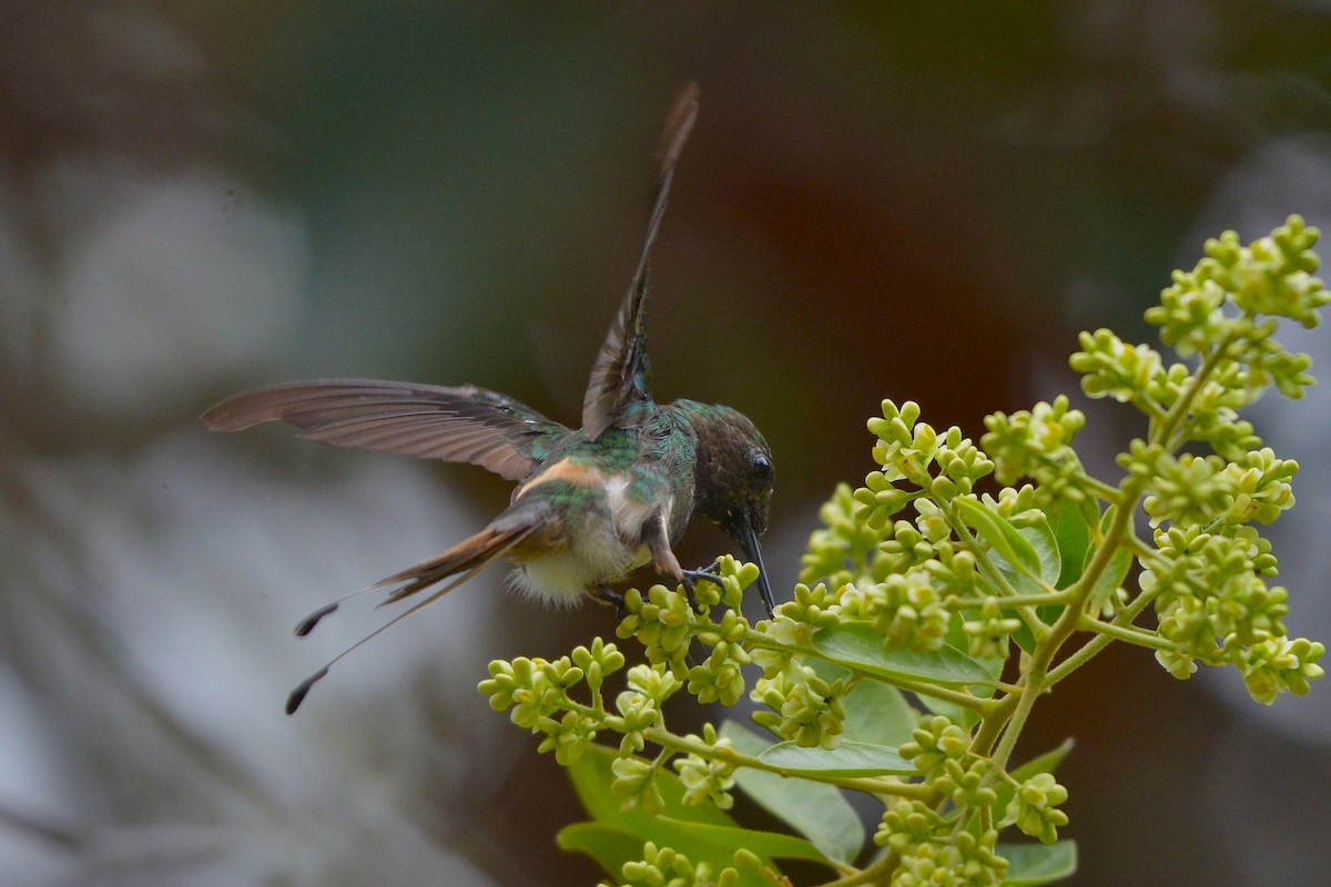 Racket-tipped Thorntail - ML633644481