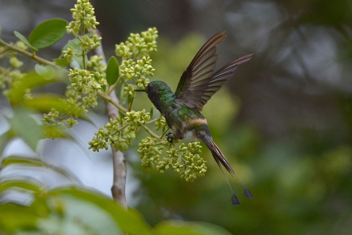 Racket-tipped Thorntail - ML633644483