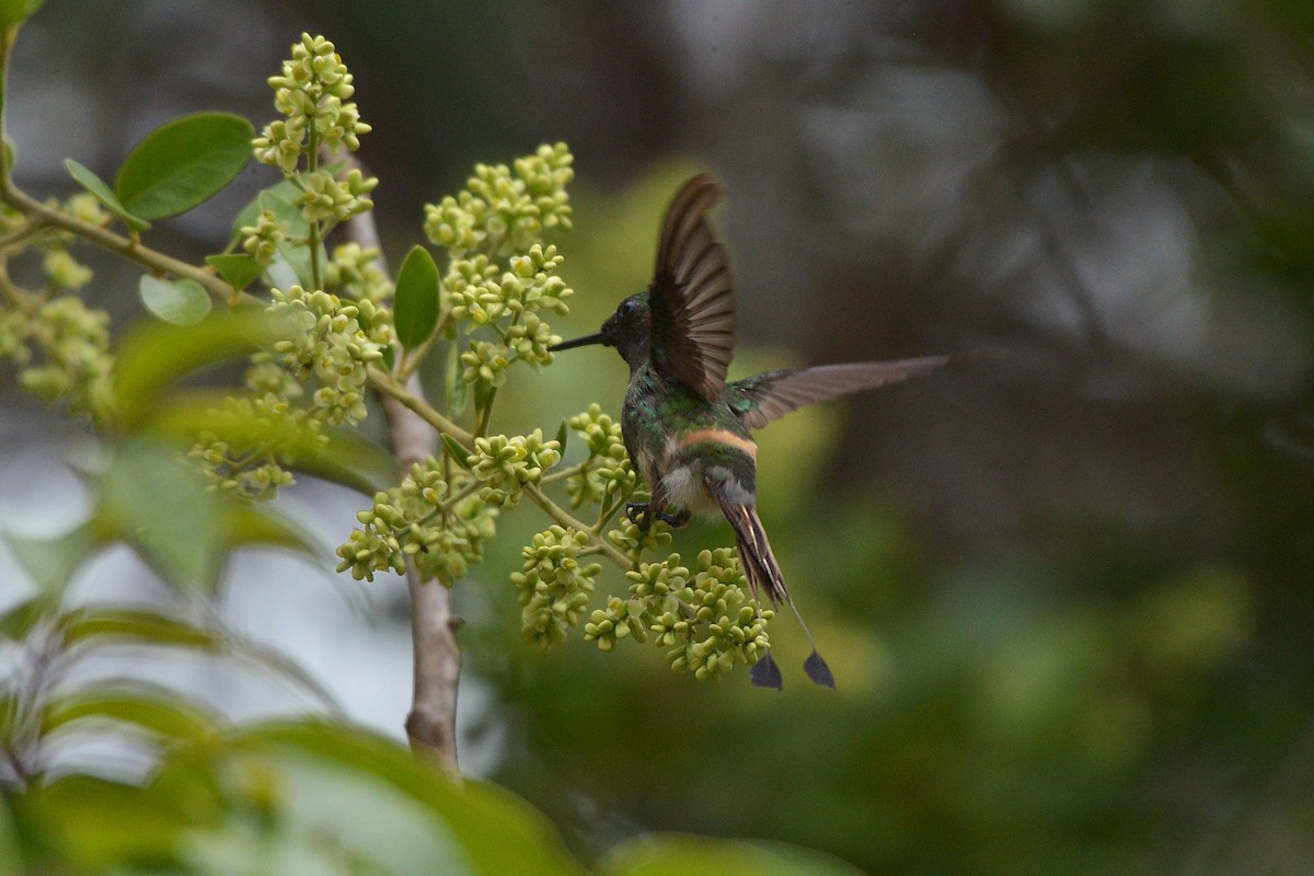 Racket-tipped Thorntail - ML633644486