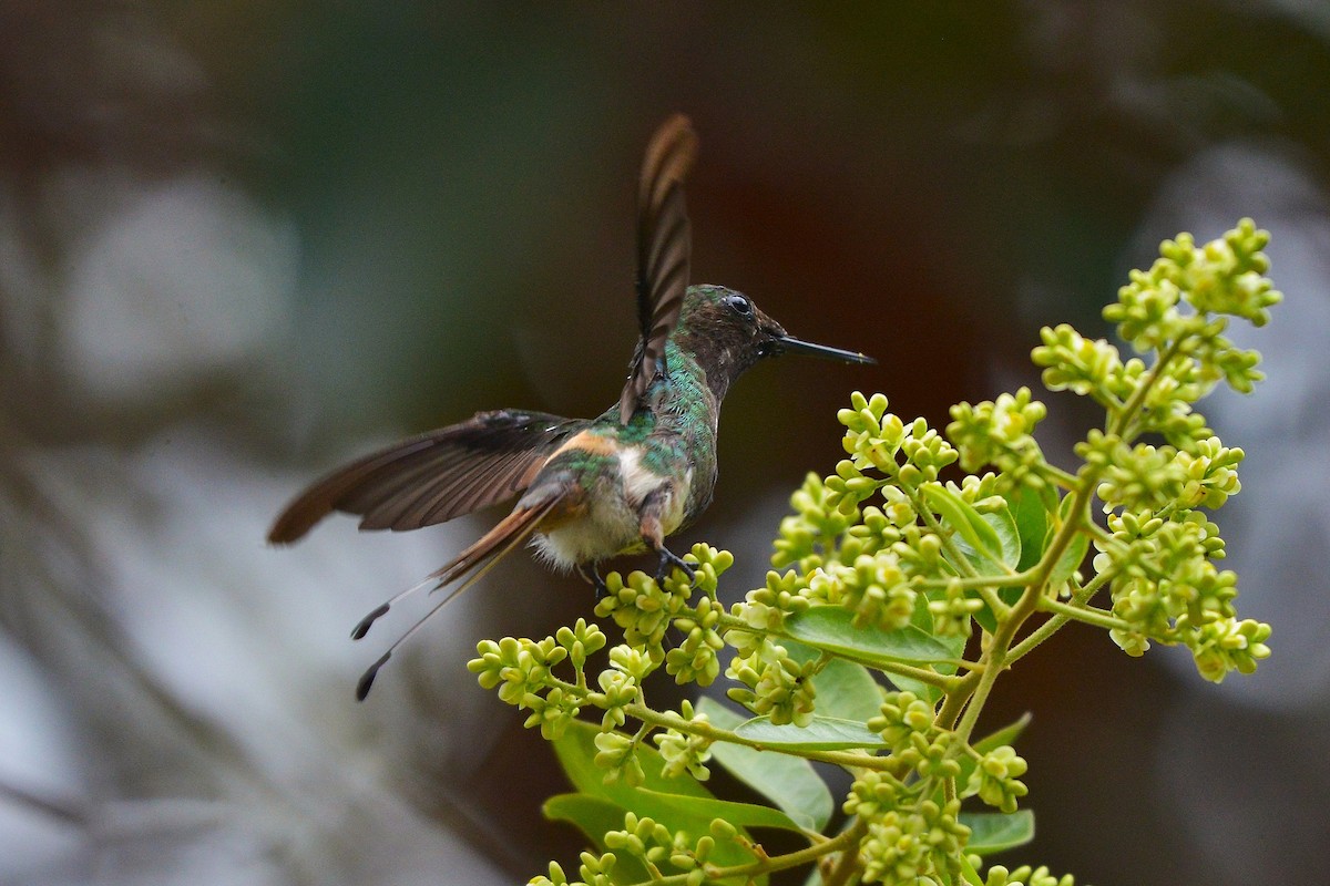 Racket-tipped Thorntail - ML633644488