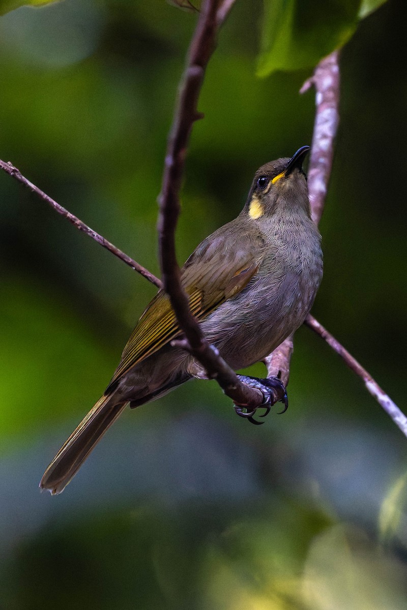 Cryptic Honeyeater - ML633644569
