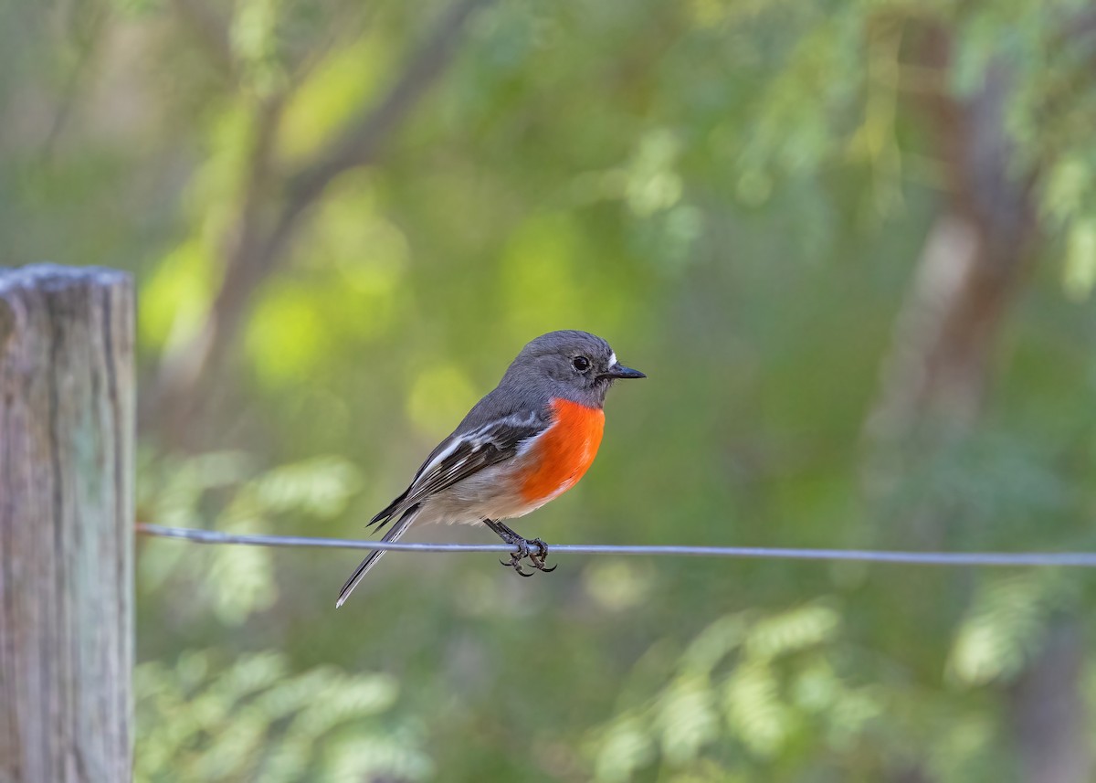 Scarlet Robin - ML633645083