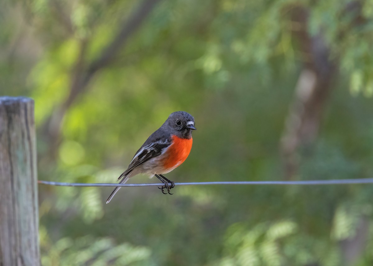 Scarlet Robin - ML633645084