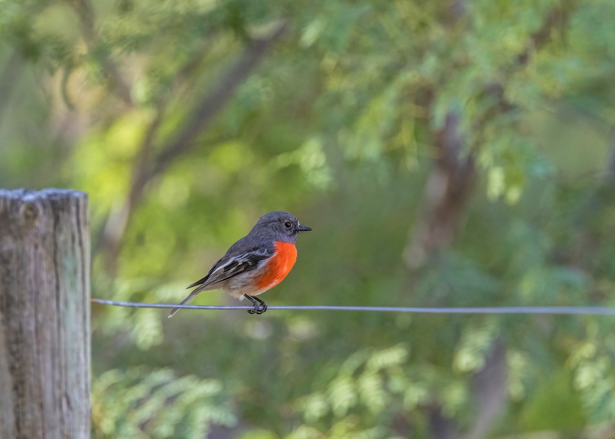 Scarlet Robin - ML633645085