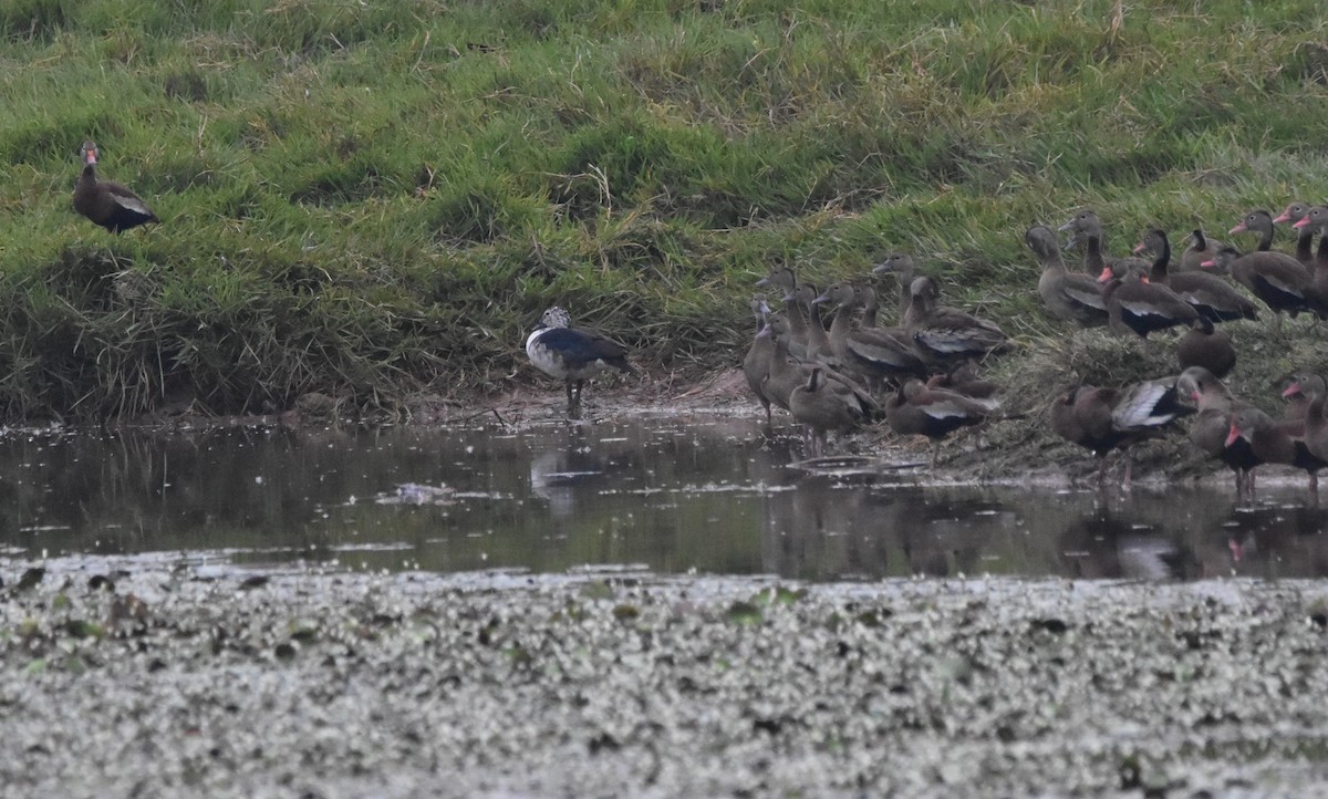 Comb Duck - ML633645110