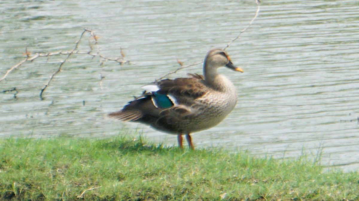 Indian Spot-billed Duck - ML633645175