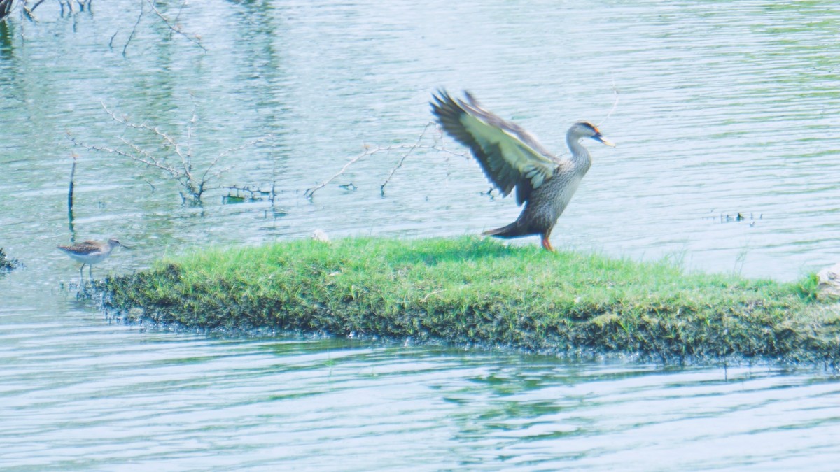 Indian Spot-billed Duck - ML633645179