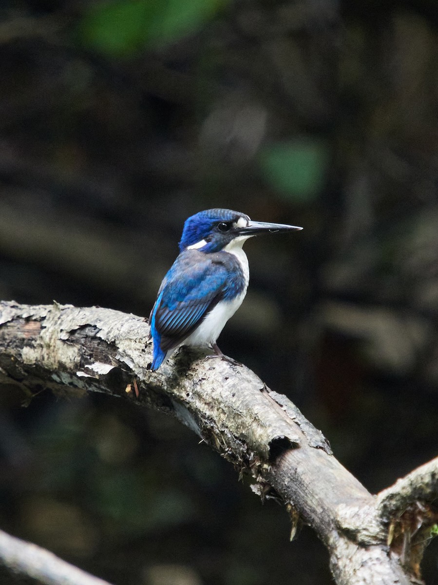 Little Kingfisher - ML633645192