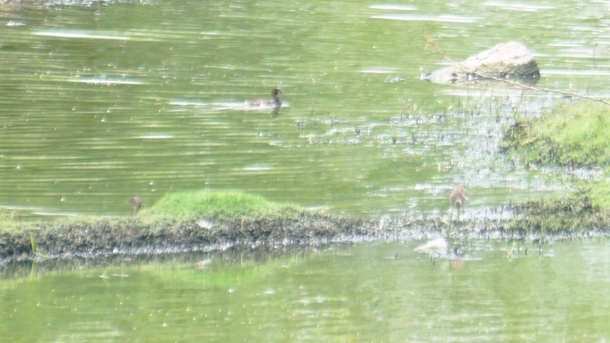 Little Grebe - ML633645193