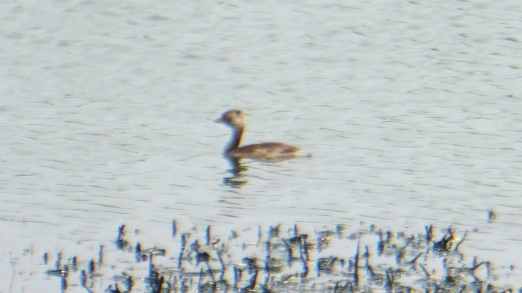 Little Grebe - ML633645194