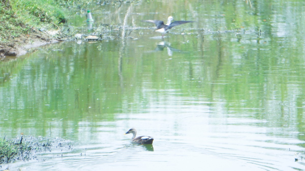 Indian Spot-billed Duck - ML633645207