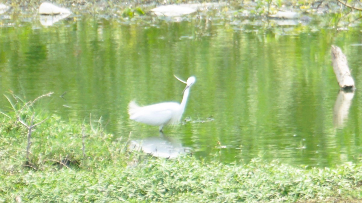 Little Egret - ML633645220