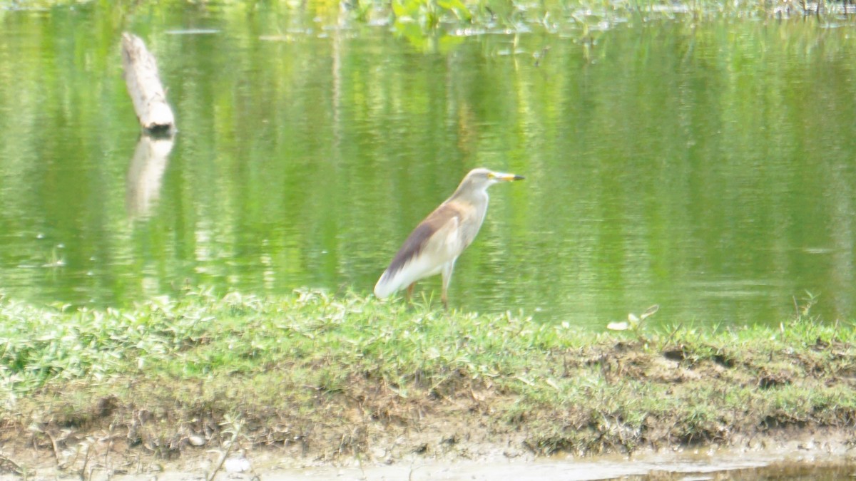 Indian Pond-Heron - ML633645230