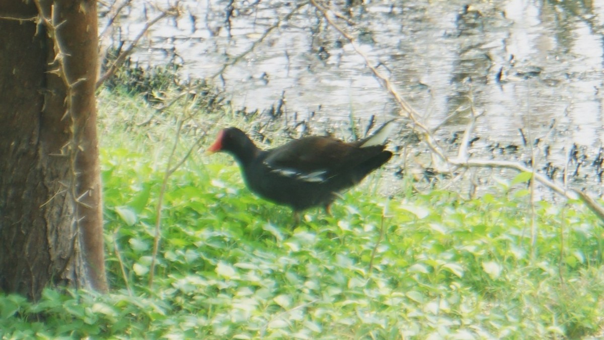 Eurasian Moorhen - ML633645258