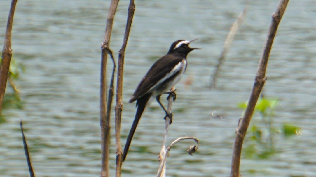 White-browed Wagtail - ML633645264