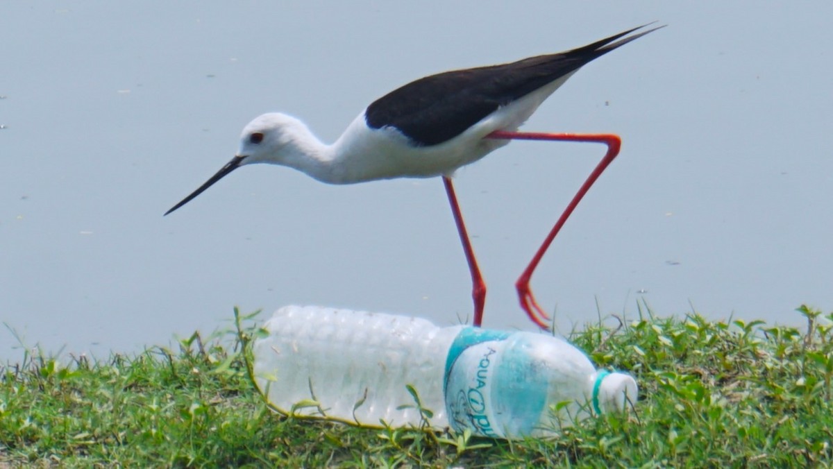 Black-winged Stilt - ML633645268