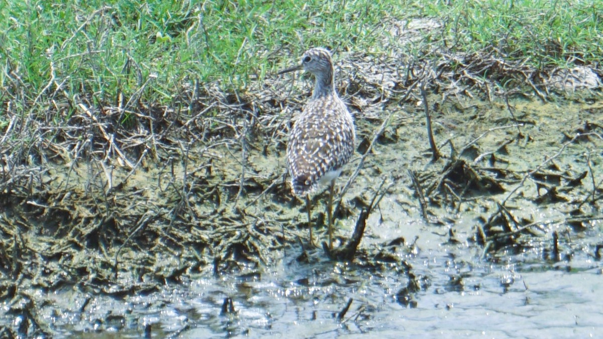 Wood Sandpiper - ML633645275