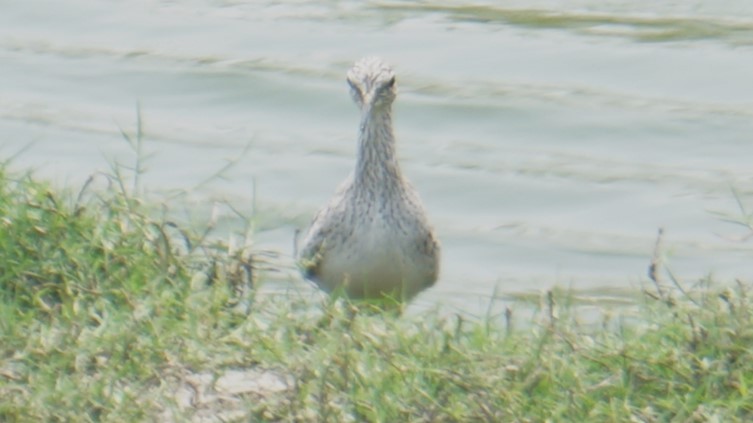 Common Greenshank - ML633645276