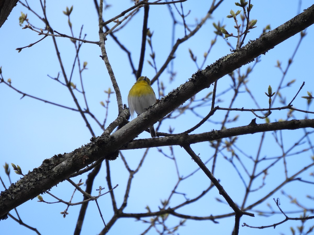 Yellow-throated Vireo - ML633645401
