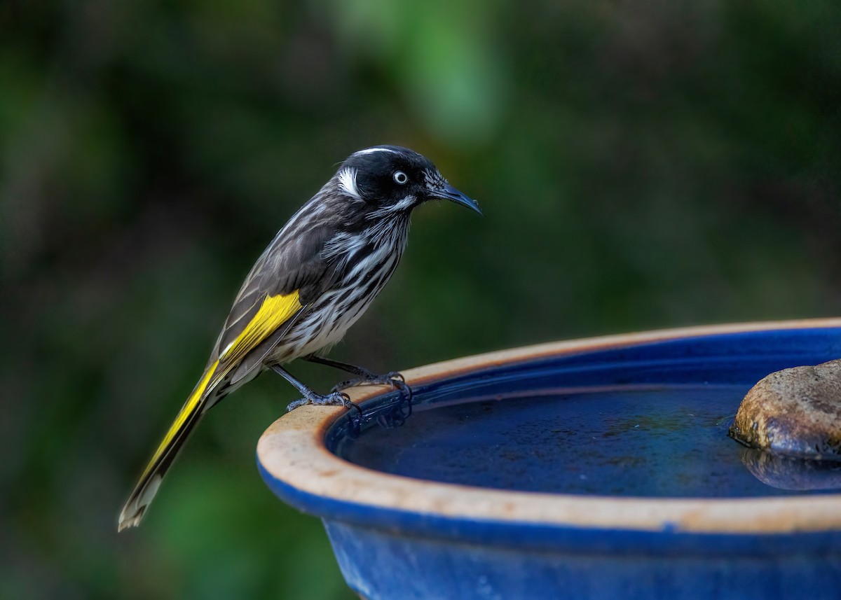 New Holland Honeyeater - ML633645405