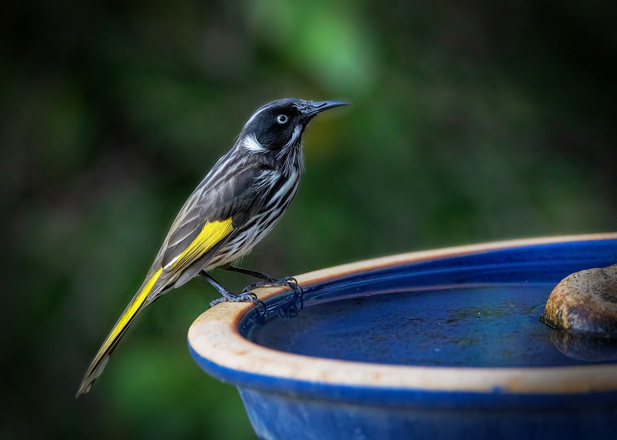 New Holland Honeyeater - ML633645406