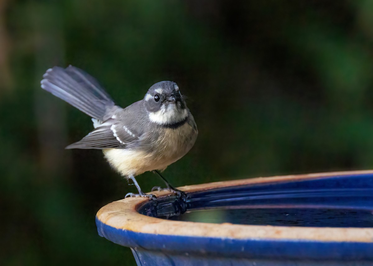 Gray Fantail - ML633645434