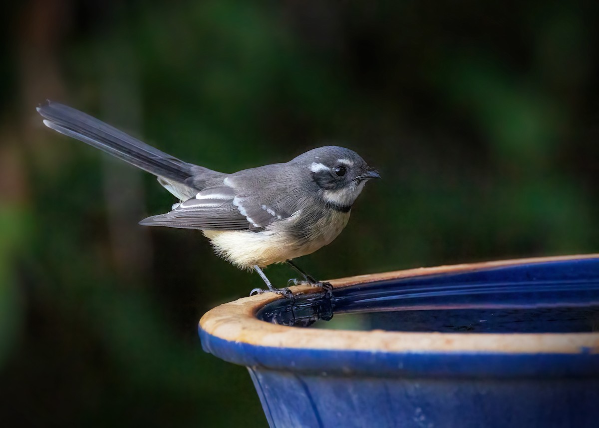 Gray Fantail - ML633645435