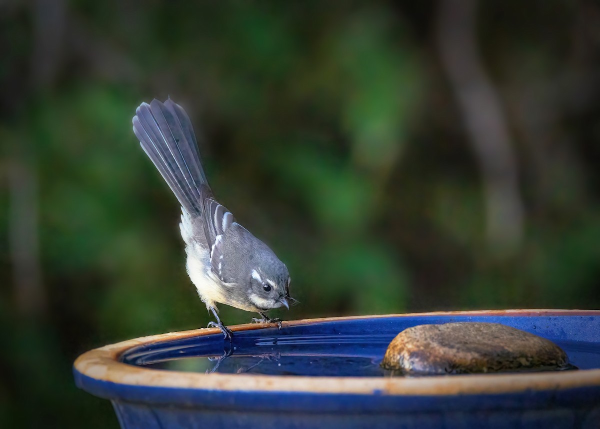 Gray Fantail - ML633645436