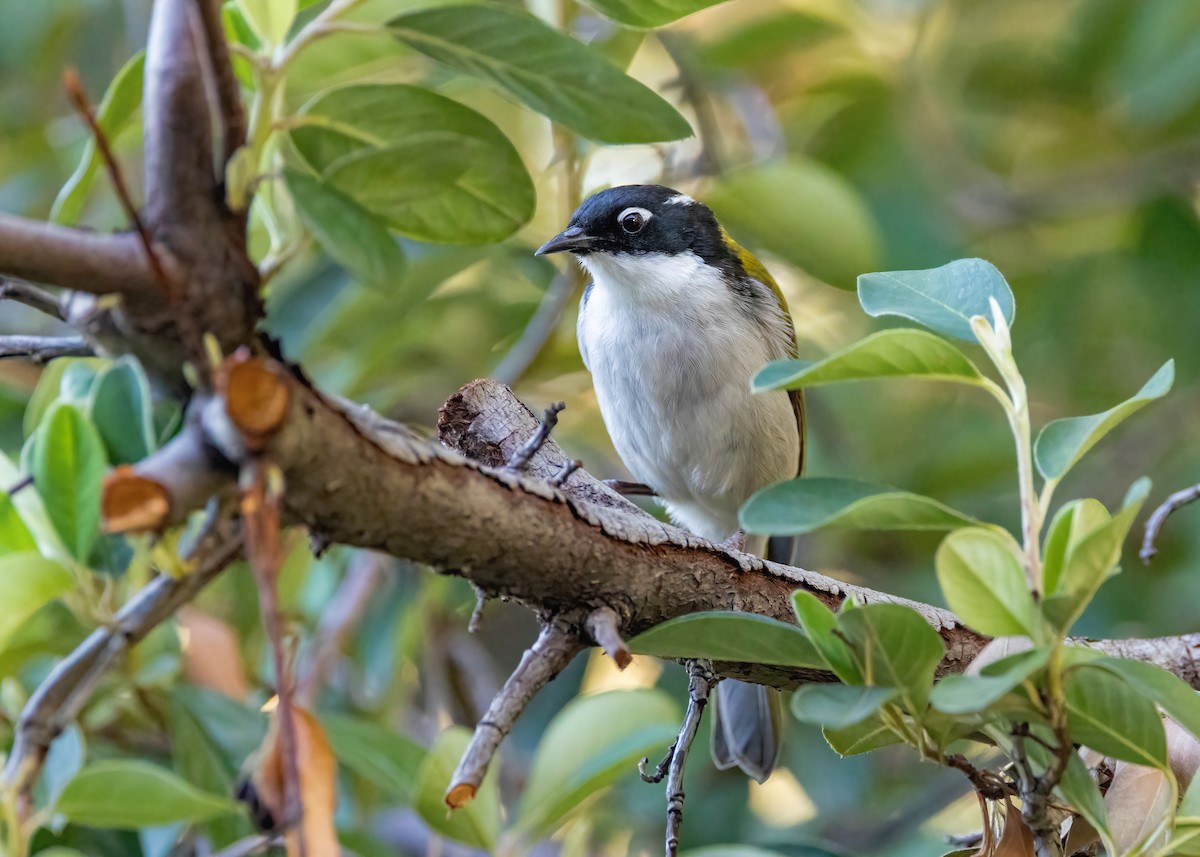 Gilbert's Honeyeater - ML633645442