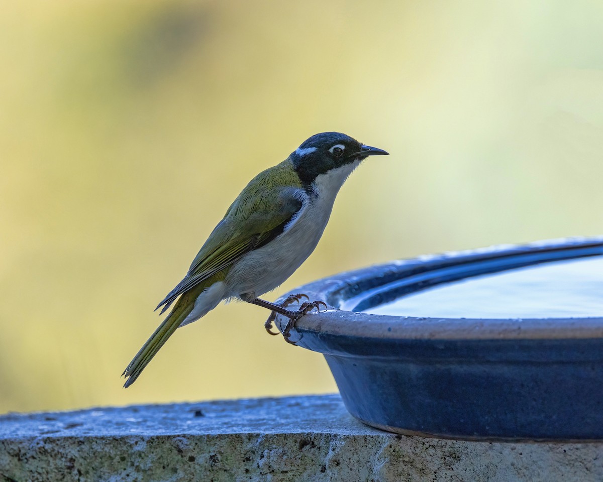 Gilbert's Honeyeater - ML633645443