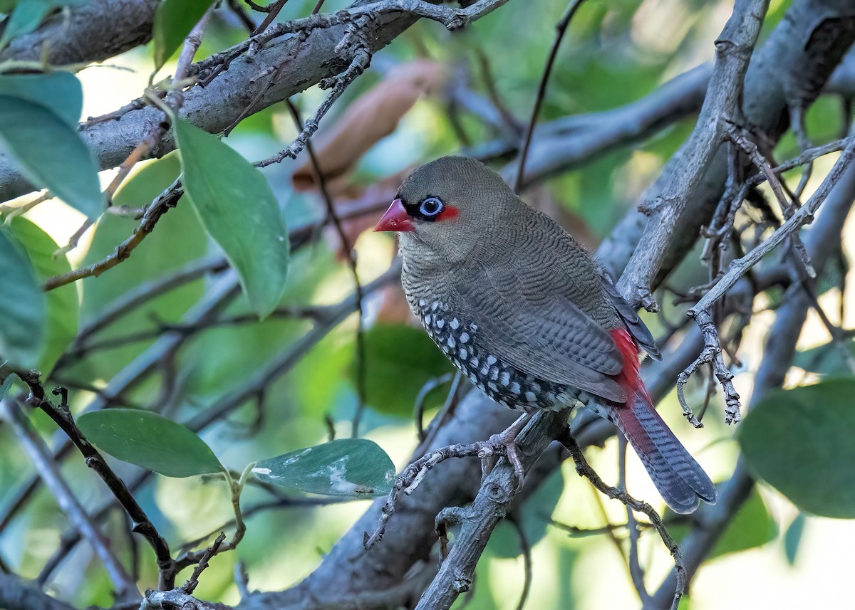 Red-eared Firetail - ML633645453