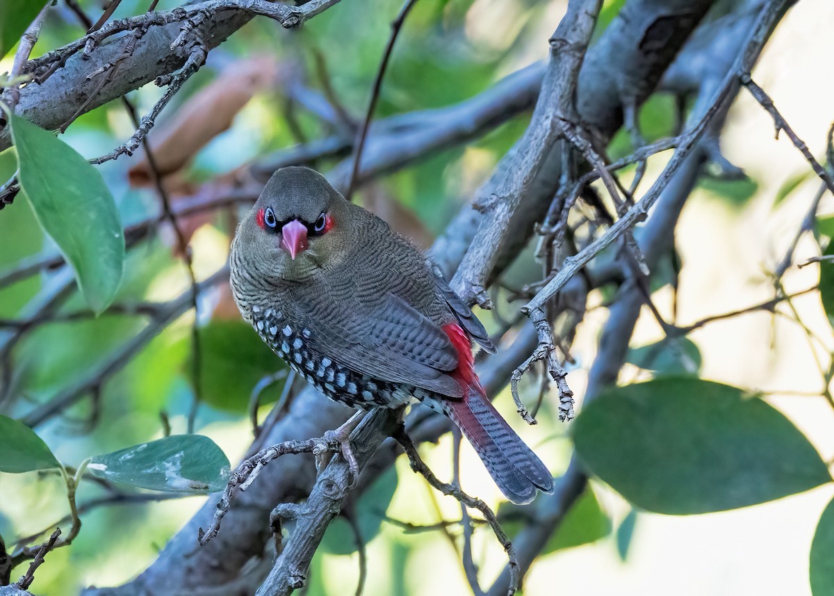 Red-eared Firetail - ML633645454