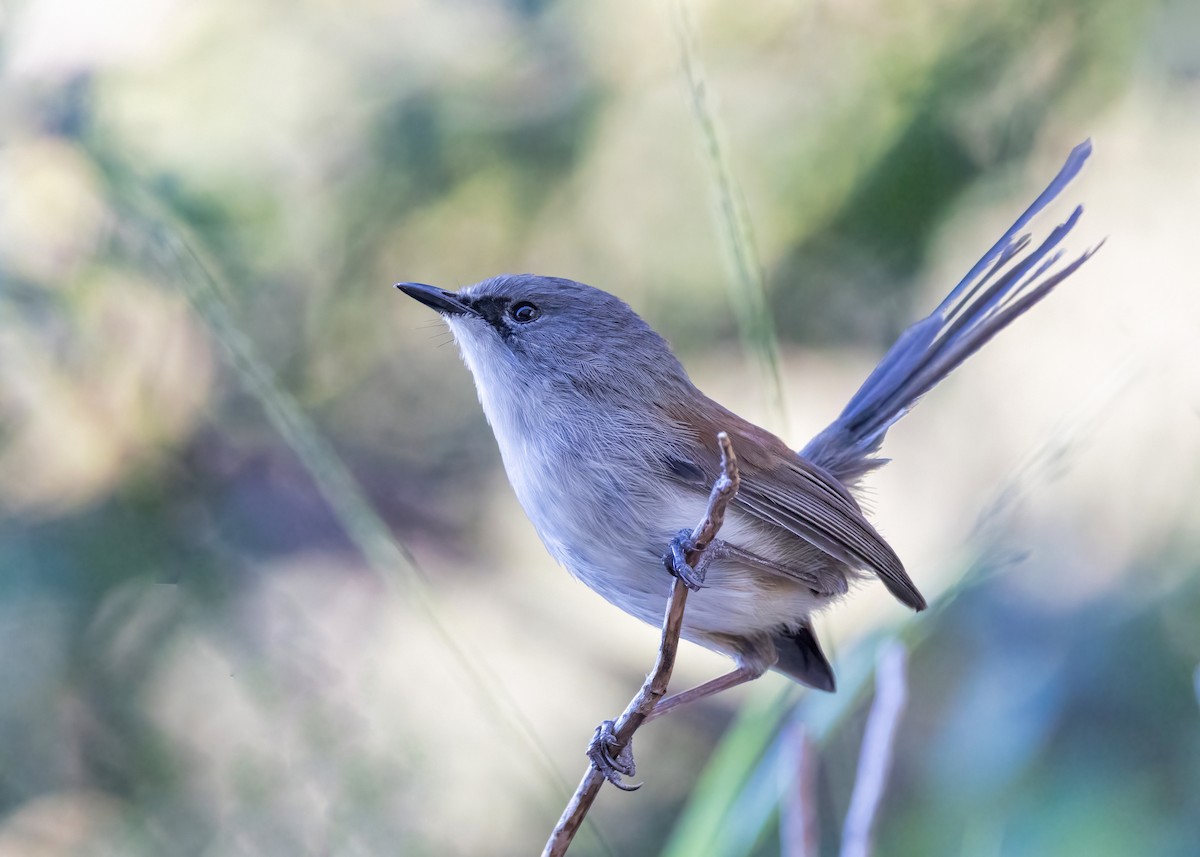 Red Wattlebird - ML633645474