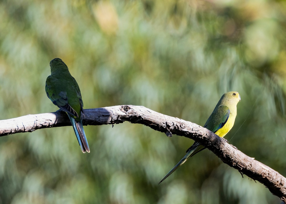 Elegant Parrot - ML633645494