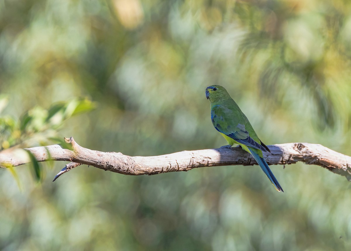 Elegant Parrot - ML633645495