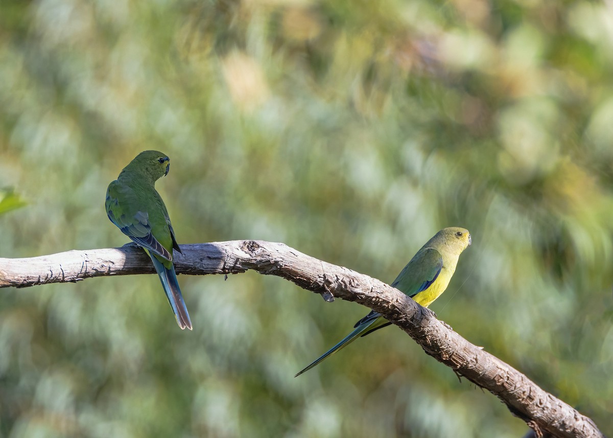 Elegant Parrot - ML633645496