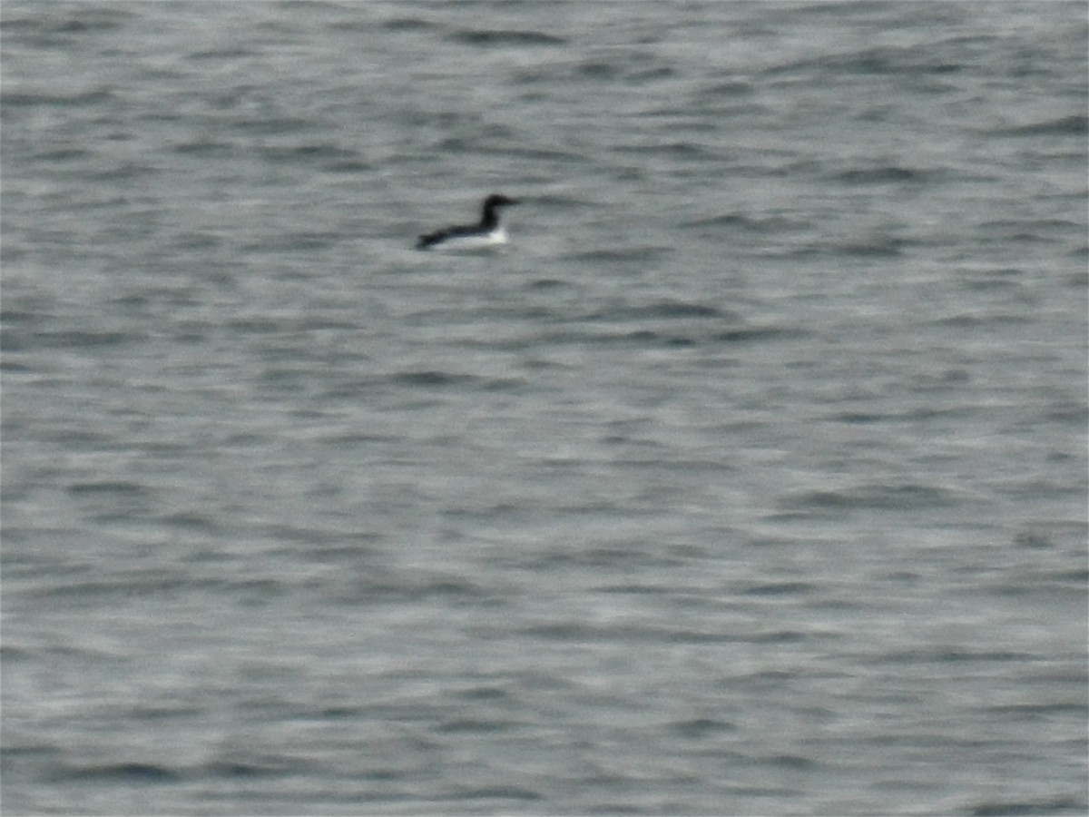 Guillemot de Brünnich - ML633645522