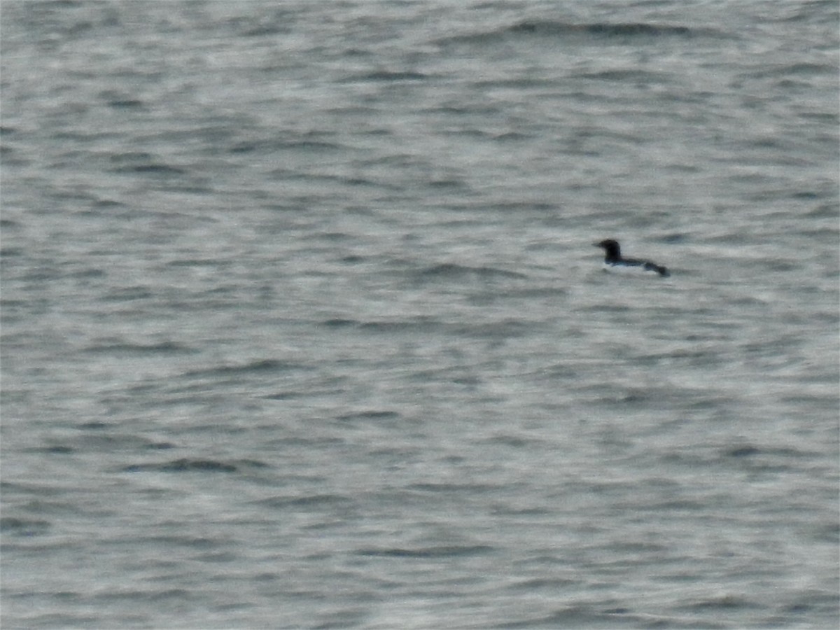 Guillemot de Brünnich - ML633645523