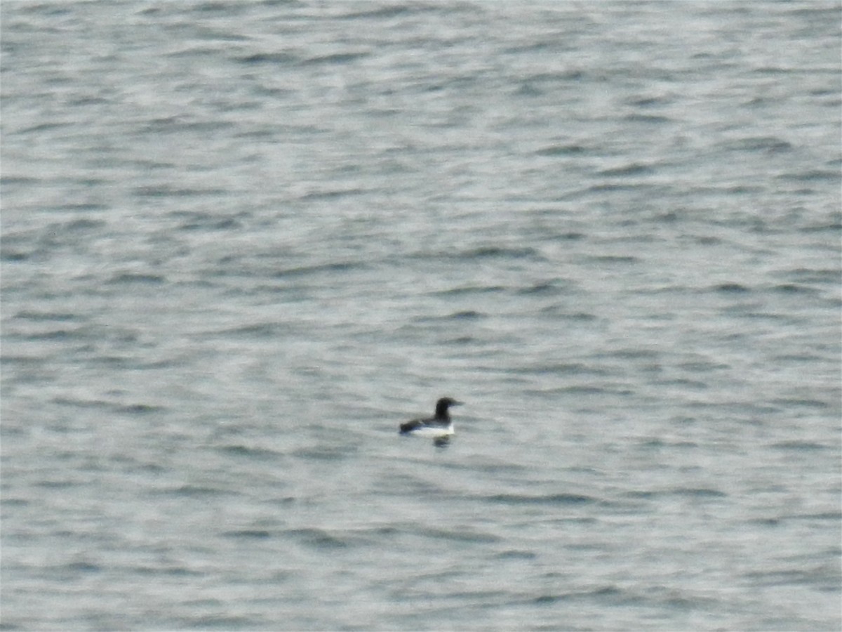 Guillemot de Brünnich - ML633645524