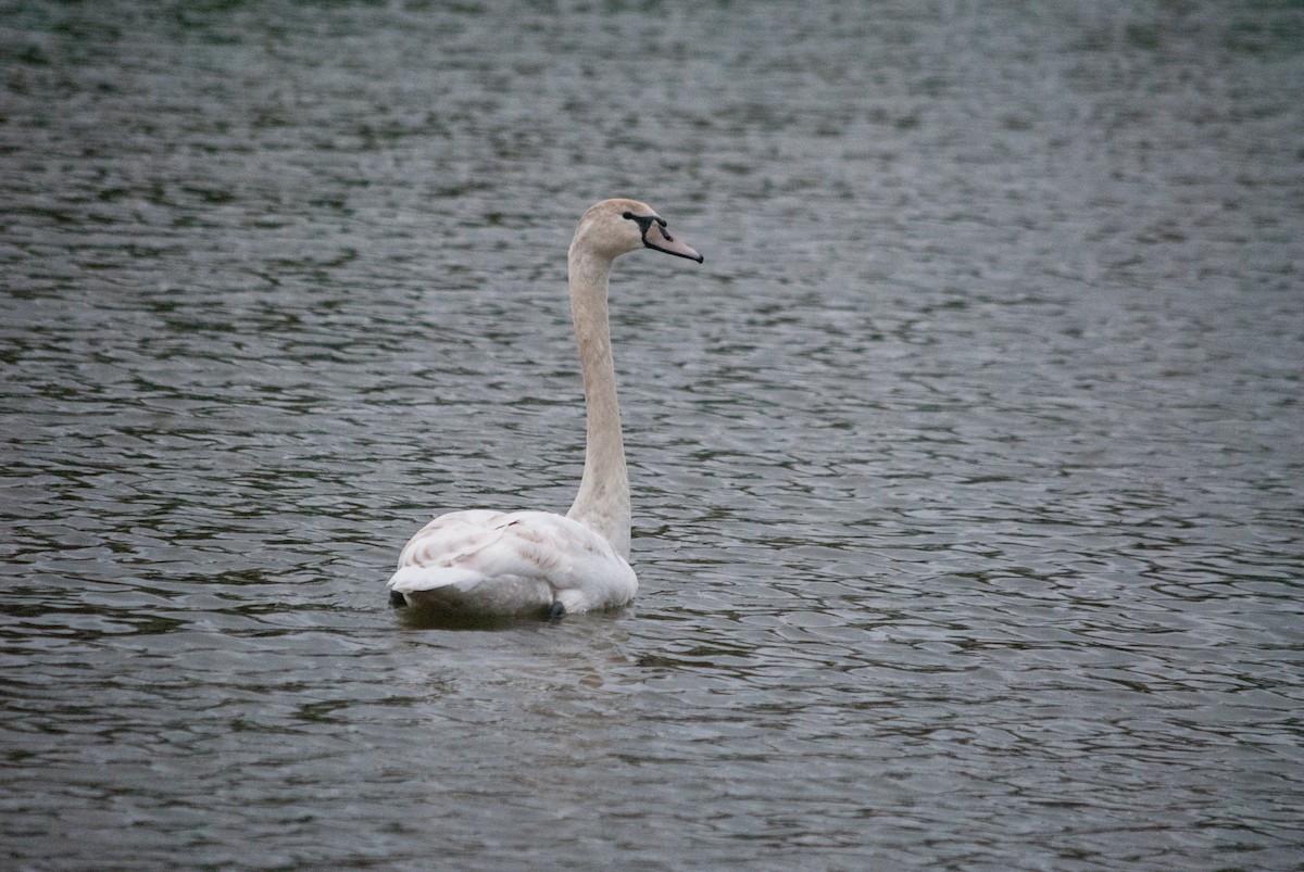 Mute Swan - ML633645573