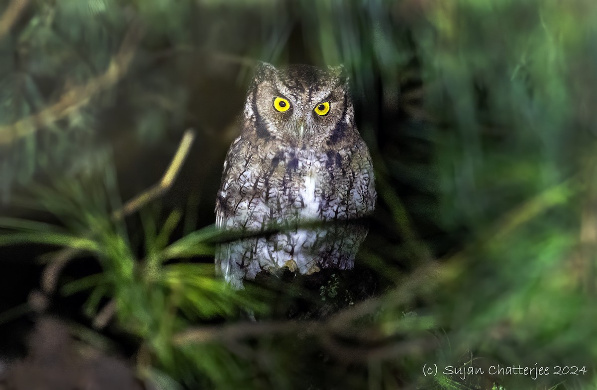 Long-tufted Screech-Owl - ML633645578
