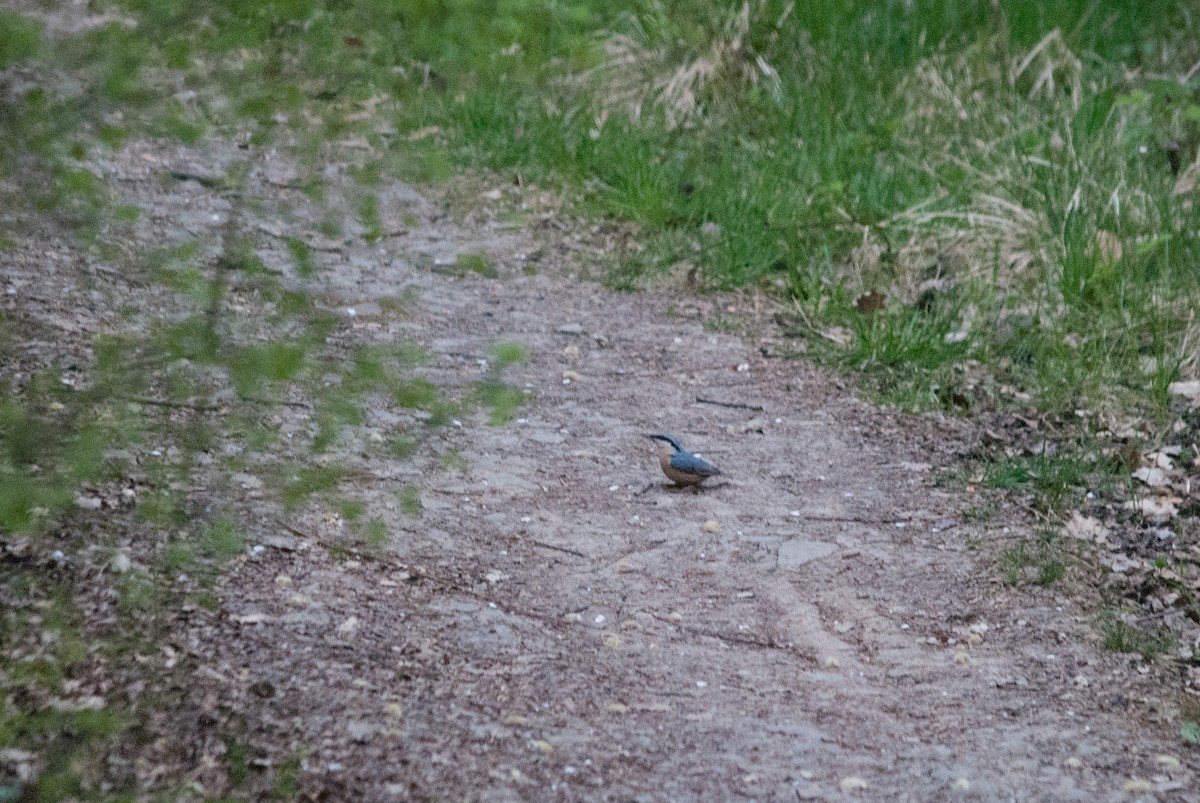 Eurasian Nuthatch - ML633645583