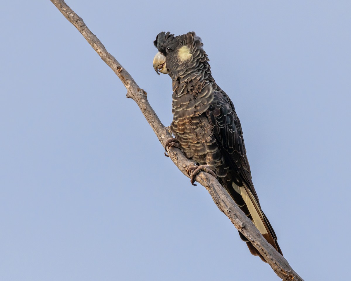 Baudin's Black-Cockatoo - ML633645597