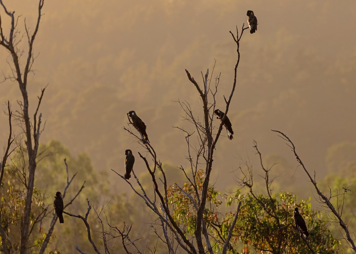 Baudin's Black-Cockatoo - ML633645599