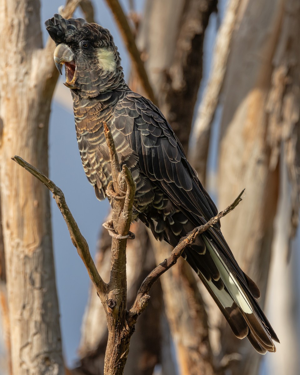 Baudin's Black-Cockatoo - ML633645600