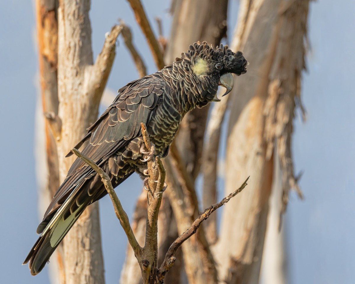 Baudin's Black-Cockatoo - ML633645601